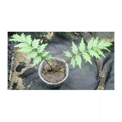 Валеріана. Розсада в контейнерах Д5.