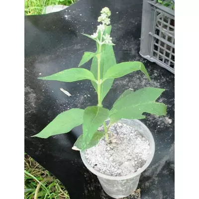 Будлея Вейєра Санголд (Sungold). У контейнерах 0.5 л.