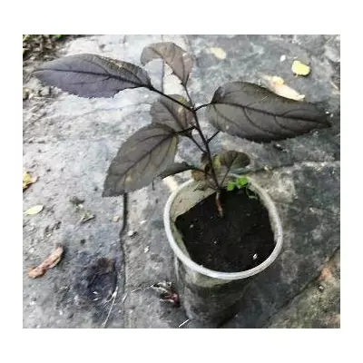 Яблуня декоративна. Сеянець Роялті. У контейнерах 0.5 л.