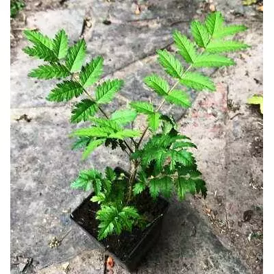 Рябіна Ессерто. У контейнерах 0.5 л.