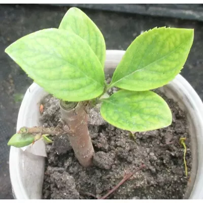 Форзиція овальнолистна. Вкорінені живці в контейнерах Д5.