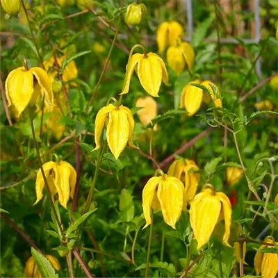 Клематис тангутський. Жовтий. Сіянці в контейнерах Д5.