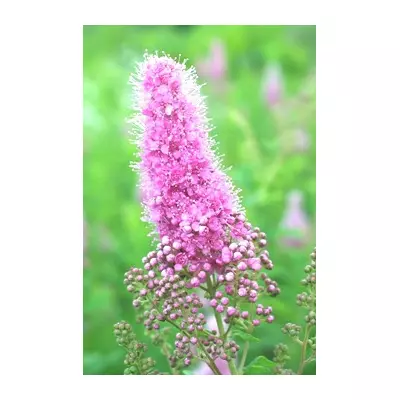 Спірея Білларда рожево-квіткова. Саджанці в контейнерах Д12.