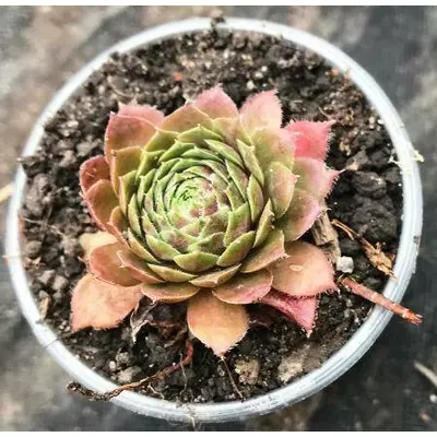 Молодило Phoebe. У контейнерах д5.