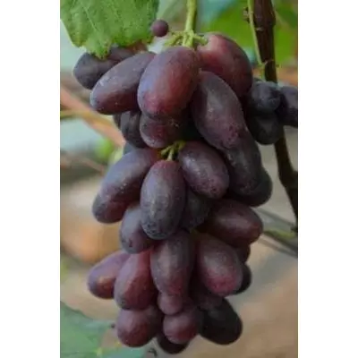 Виноград надранній Бешевський. У контейнерах 5 л.