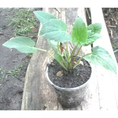 Дзвіночок бузковий. СП. Н - 0.5 - 0.7 м. Розсада в контейнерах Д5.