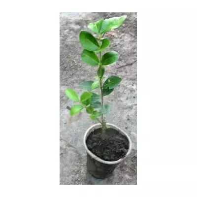 Бирючина Straight Talk. У контейнерах Д5.