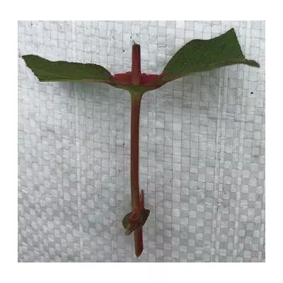 Жимолость Тундра. ЗЧ. Черевики напівїстривкі для укоренення.