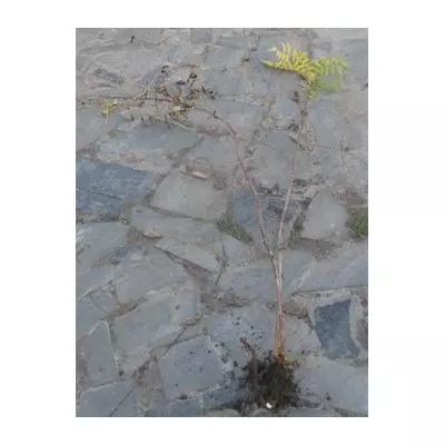 Рябінник рябінолістний. Саджанці з ОКС.