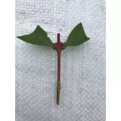 Жимолость Ведмедица. ЗЧ. Живці напівздерев'янілі для вкооріненя.