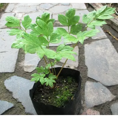 Півонія деревовидна. Д12