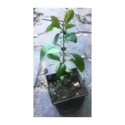 Айва японська. Хеномелес. У контейнерах 0.5 л.