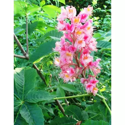 Каштан кінський м'ясо-червоний. Сыянці в контейнерах 0.5 л. (Анонс).