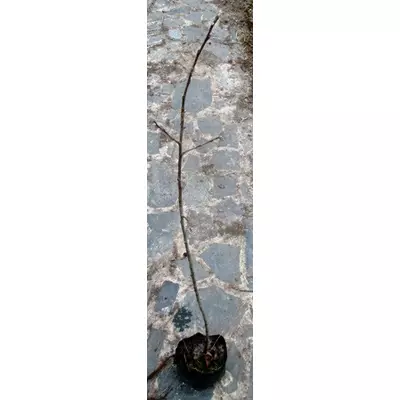 Яблоня декоративна невисока. (М9 Т337). Саджанці в контейнерах Д12.