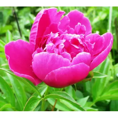 Півонія трав'яниста махрова. Суміш кольорів. У контейнерах Д12.