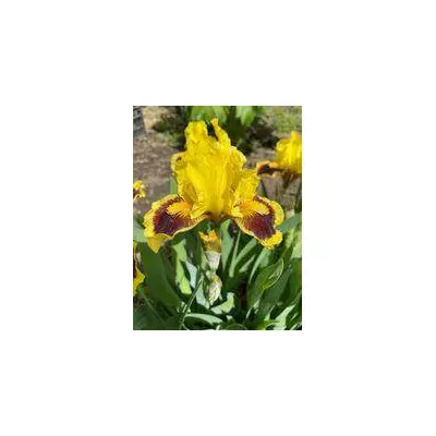 Ірис карликовий Ультимейт. У контейнерах 0.5 л.