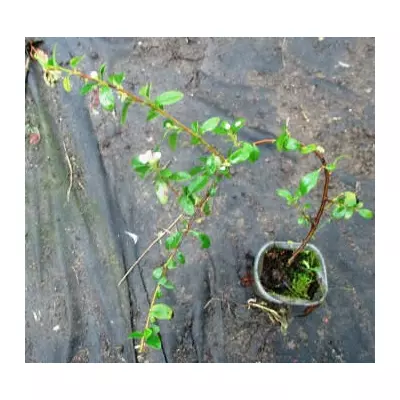 Кизильник Дамера Корал б'юті. Д5.