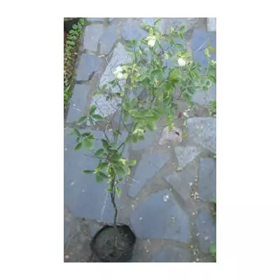 Сніжник білий. У контейнерах Д12.