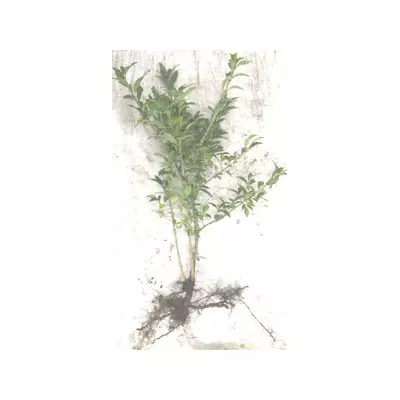 Бірючина звичайна. Саджанці з ОКС.