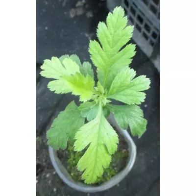 Глід звичайний. У контейнерах Д5.