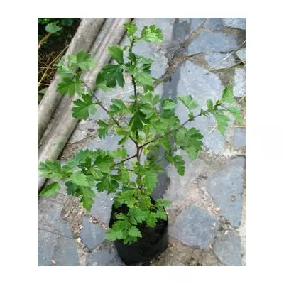 Глід звичайний. У контейнерах Д12.