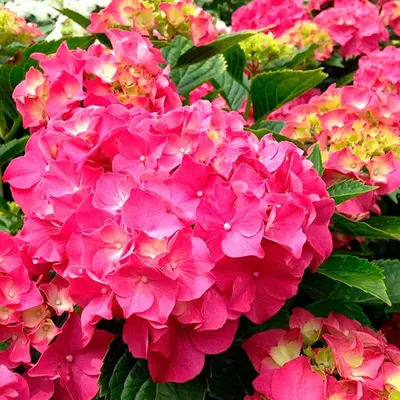 Гортензія садова Розіта. У контейнерах 5 л.