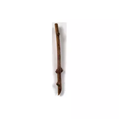 Актинідія Смарагдова. НЧ. Черенки для укорочення.