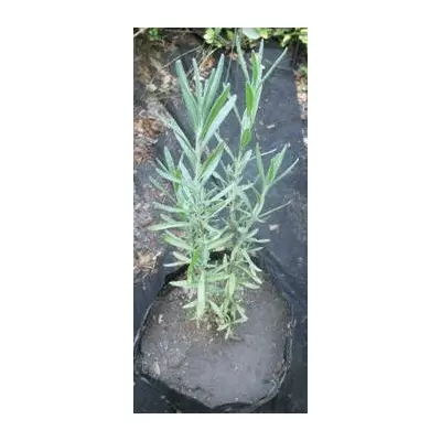 Лаванда вузьколиста. У контейнерах Д12.