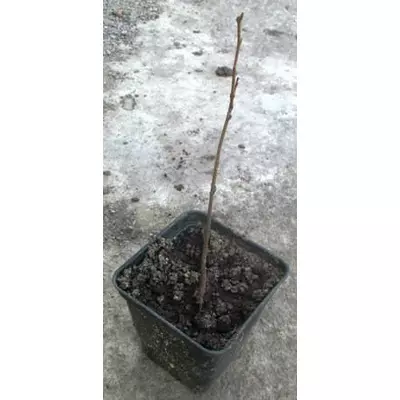 Кельрейтерія. Саджанці в контейнерах Р9.