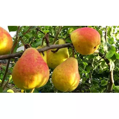 Груша Молдавька рання. Саджанці з ВКС.