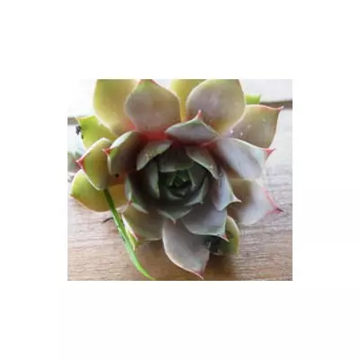 Молоділо бежево мармурове. НЧ. Дітки для вкорінення.