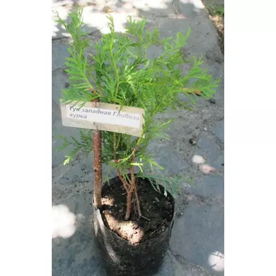 Туя західна Глобоза ауреа. Саджанці в контейнерах Д12.