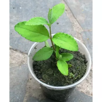 Дейція шорстка Кандидиссима. Укорінені живці в контейнерах Д5.