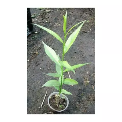 Верба ламка. У контейнерах Д5.