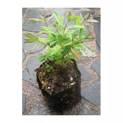 Жимолость їстівна Блакитне веретено. У контейнерах Д12.