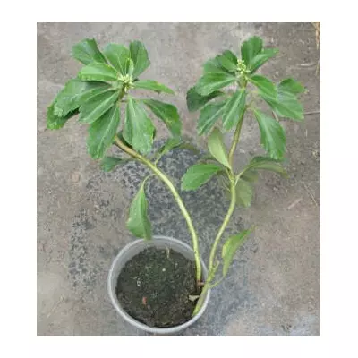 Пахизандра верхівкова. У контейнерах 0.5 л.