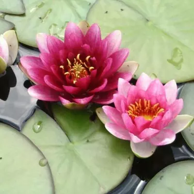 Нимфея Attraction. (Анонс).