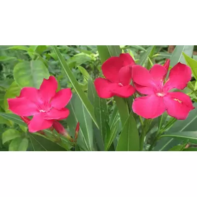 Олеандр фуксієво рожевий. В контейнерах Д5.