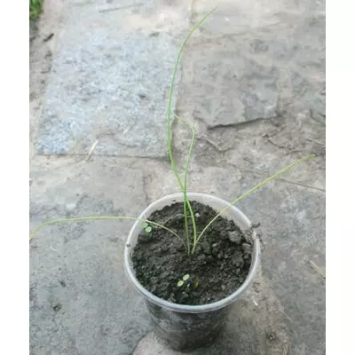 Цибуля батун. Розсада в контейнерах Д5.