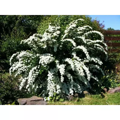 Спіре Вангутта. У контейнерах Д12.