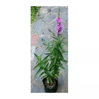 Дербенник іволистий. (Плакун трава). У контейнерах Д12.