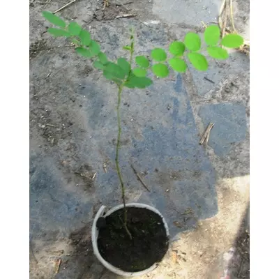 Аморфа запашна. Сеянці ОКС або в контейнерах Д5 за сезоном.