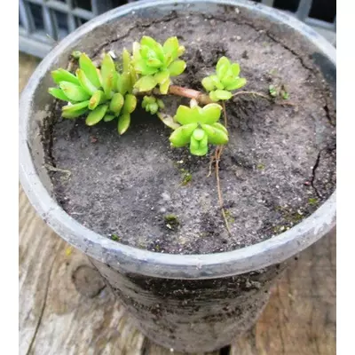 Очиток сарментозум. Розсада в контейнерах Д5.