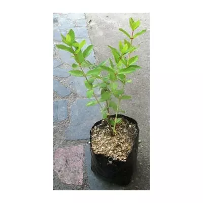 Жимолость їстівна Войтек. У контейнерах Д12.