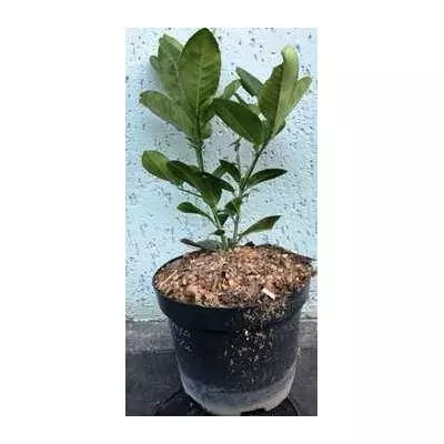 Лимон Пандероза. У контейнерах 5 л.