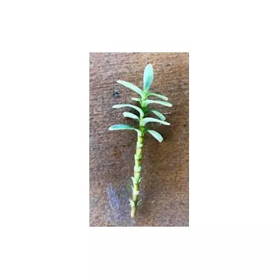 Хебе товстолистна. НЧ. Живці для вкорінення.