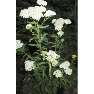 Деревій звичайний лікарський білий. Розсада в контейнерах Д5.