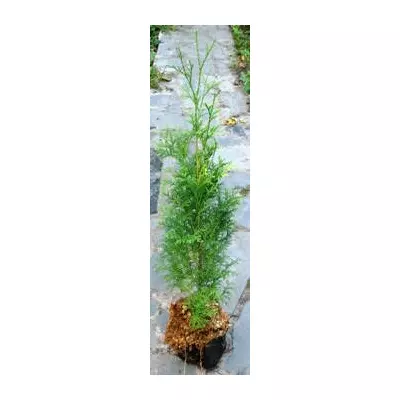 Туя колоноподібний. У контейнерах Д12.