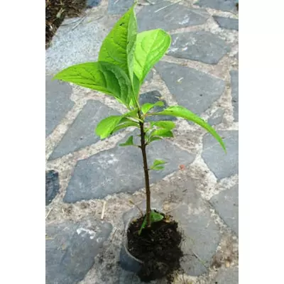 Бузок угорська. Сеянці в Д5.