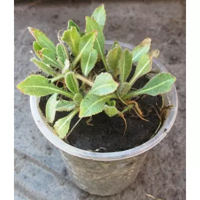 Гайлардія трубчаста (Остиста) Розсада в контейнерах Д5.